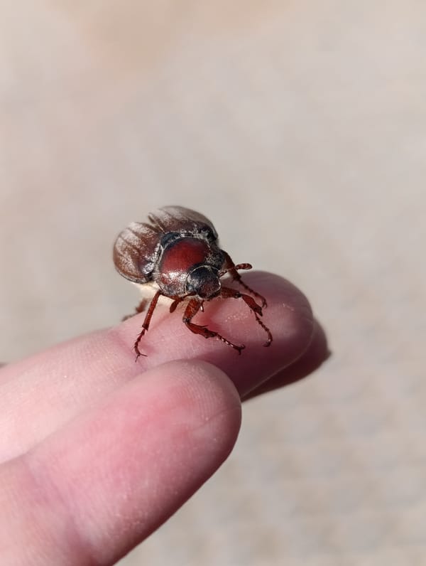 Late-night beetle encounter documented in Chaikovsky, Russia