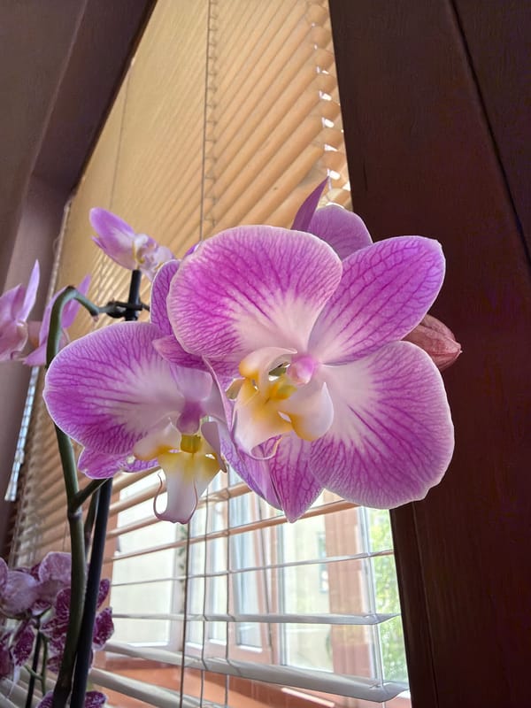 Garden enthusiast documents flowering plants in Lovech home