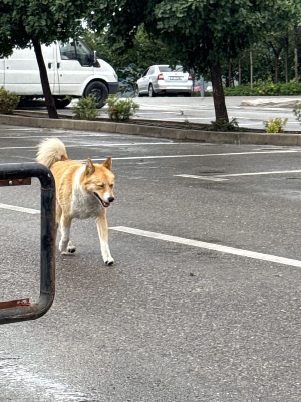 Morning glimpses of everyday Tbilisi life documented by witness