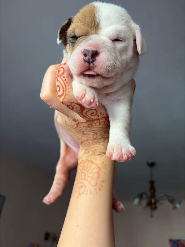 Person documents newborn puppies with adult bulldog in Sofia