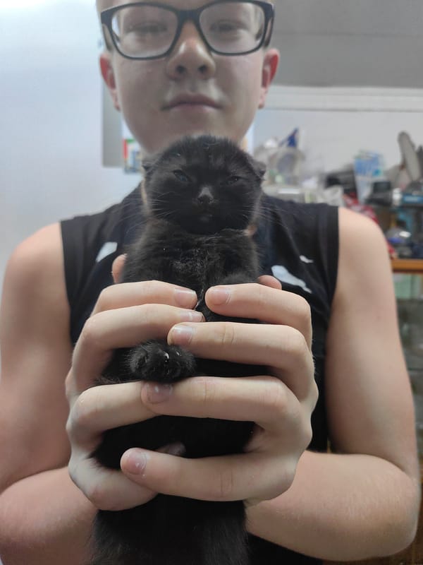 Close-up portraits with a tiny black kitten in the mix