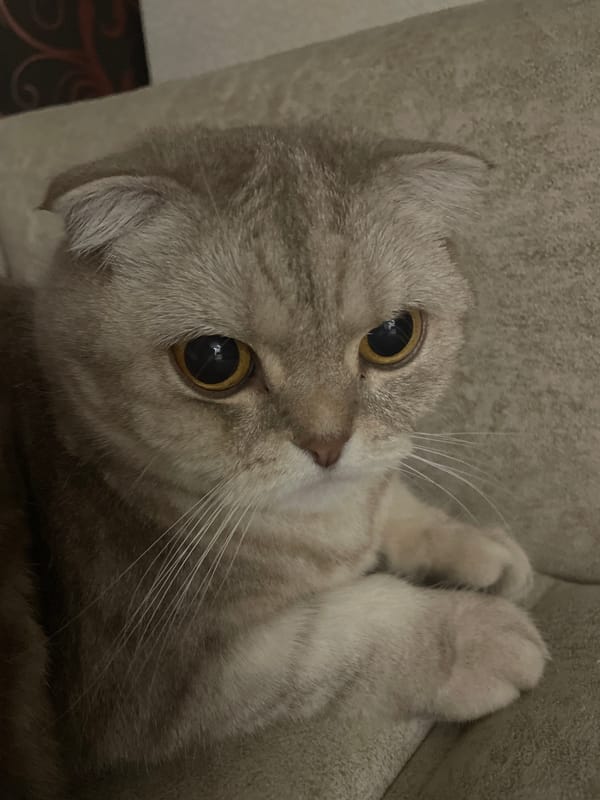 Scottish Fold cats at home, city skyline and full moon outside