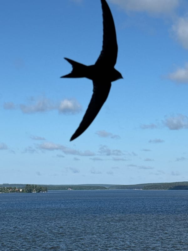 Swifts fly over Votkinsk Reservoir on clear morning
