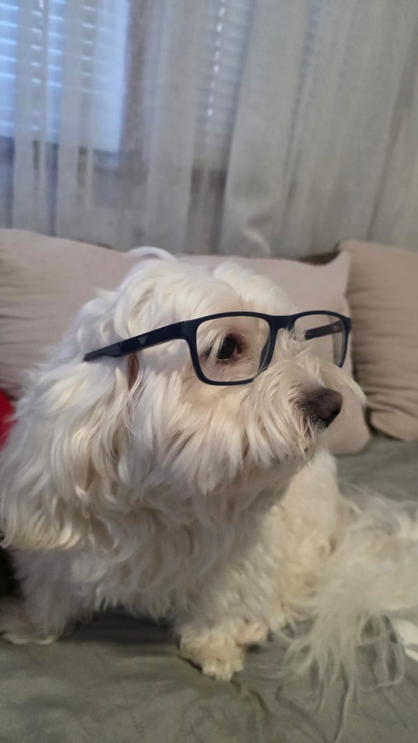 Dog Wears Glasses in Blagoevgrad Home Photo Session