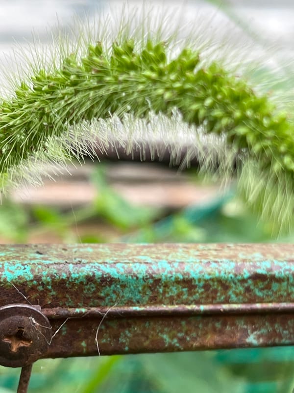 Macro nature details and backyard cats in Krasnyye Barrikady
