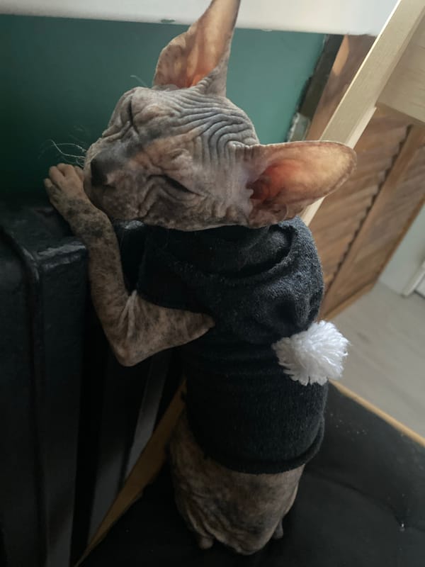 Sphynx cat in sweater spotted napping in Kazan