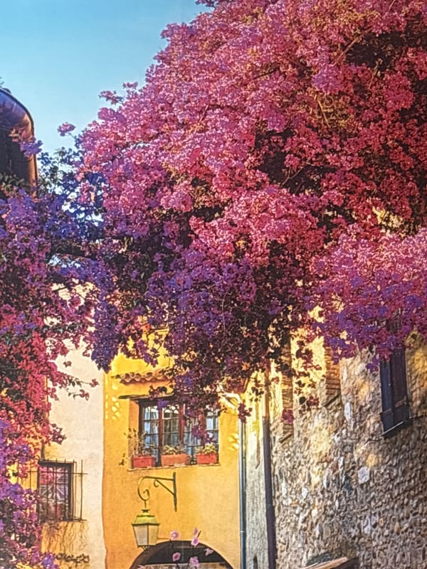 Bougainvillea, pears, and stone walls in a Georgiyevsk courtyard