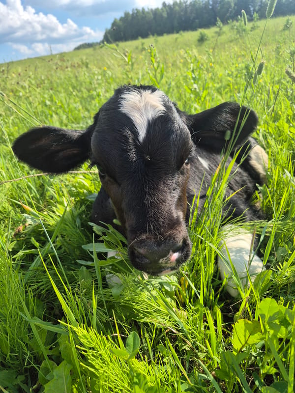 Lazy afternoon with a calf in a Russian field