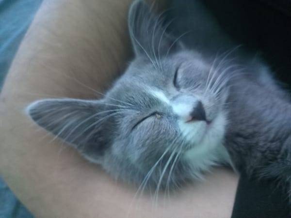Gray kitten resting in Almaty, totally unbothered