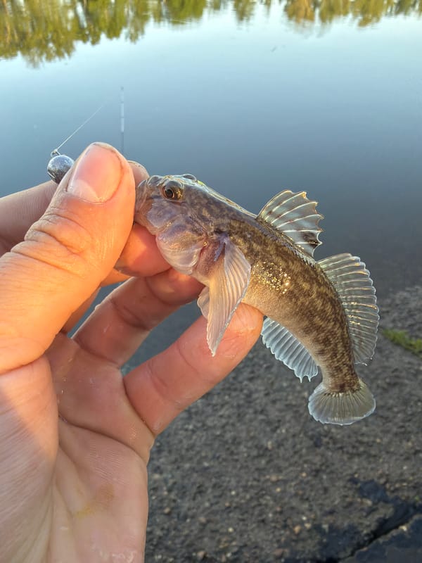 Angler catches small fish at Votkinsk Dam in Chaikovsky