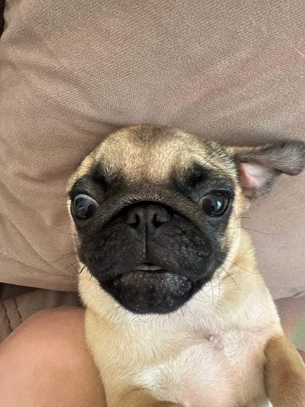 Pugs photographed relaxing indoors during afternoon rest period