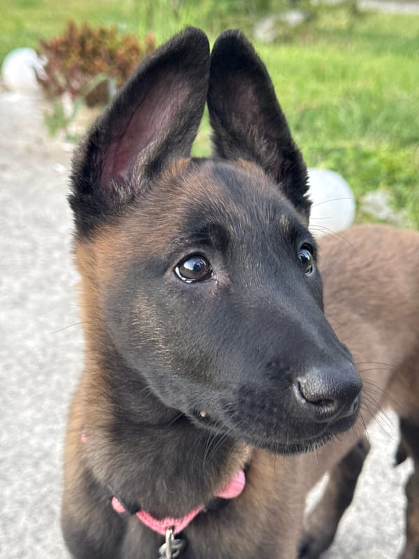 Puppies play outdoors during afternoon in Bulgarian village