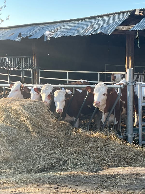 Cows feed on hay in Chambœuf barn facility