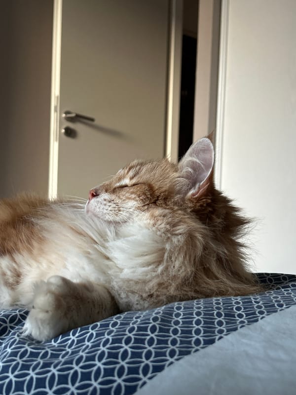 Orange cat photographed napping on patterned bedding in Strasbourg