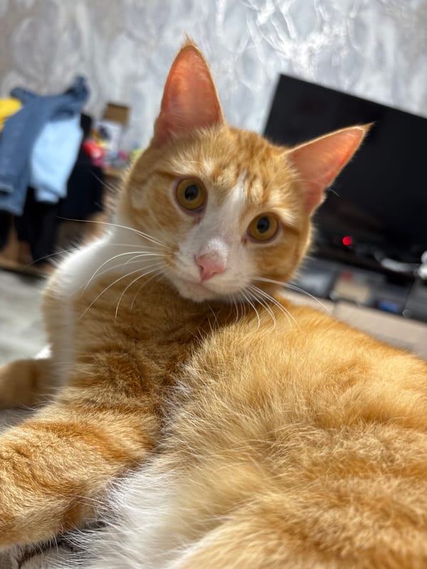 Cat and woman photographed in close-up shots