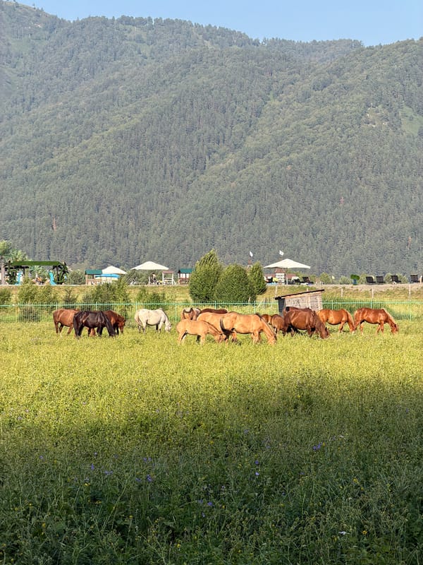 Horses, mountains, and meadows in Altai's Anos village