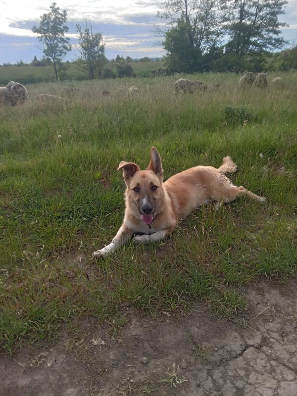 Dog rests on rural path during morning field walk