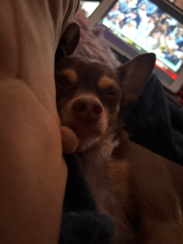 Cuernavaca residents watch Alcaraz-Sinner tennis match, pet sleeps nearby