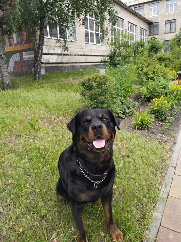 Afternoon stroll documented in Horishni Plavni, Ukraine featuring dog and monuments