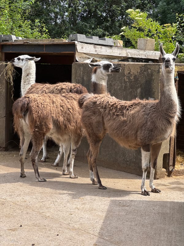 Visitor tours London petting zoo observing llamas, sheep, chickens, peacock