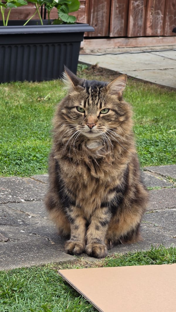 Cat and girl spotted in London garden area