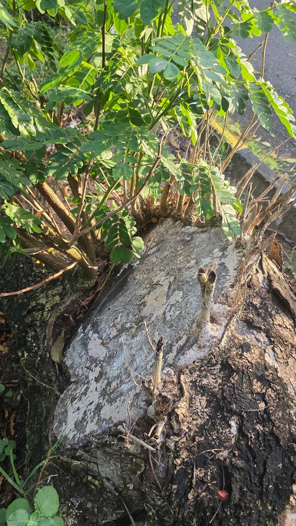 Cut tree shows new growth in Banda Aceh