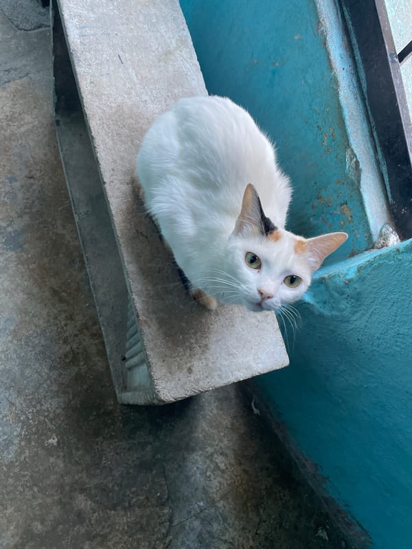 Cats spotted lounging on Caracas rooftops during midday hours