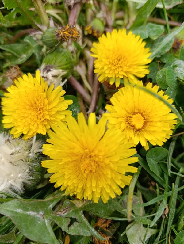 Spring flowers documented during park walk on May 4th