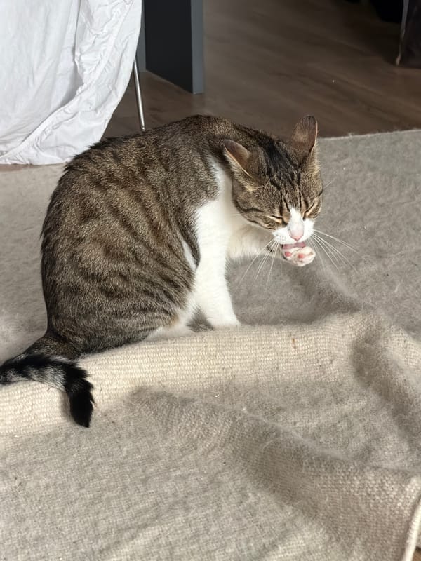 Pets rest peacefully in Laval home during afternoon