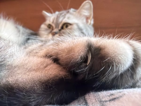 Indoor portraits and pet photos captured in Chaikovsky, Russia