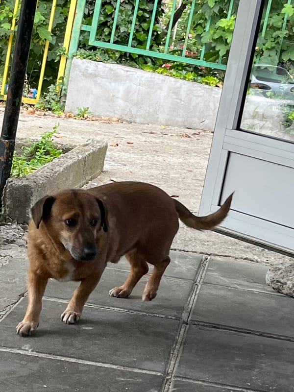 Tagged brown dog observed on streets in Shumen, Bulgaria