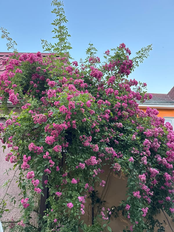 Residential scenes and blooming gardens documented in Sirius, Sochi