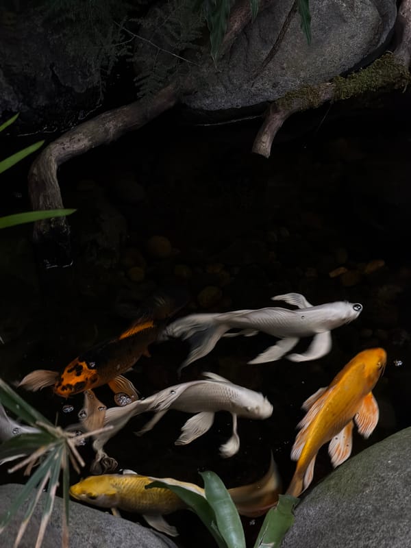 Koi pond and garden observed in North Kuta