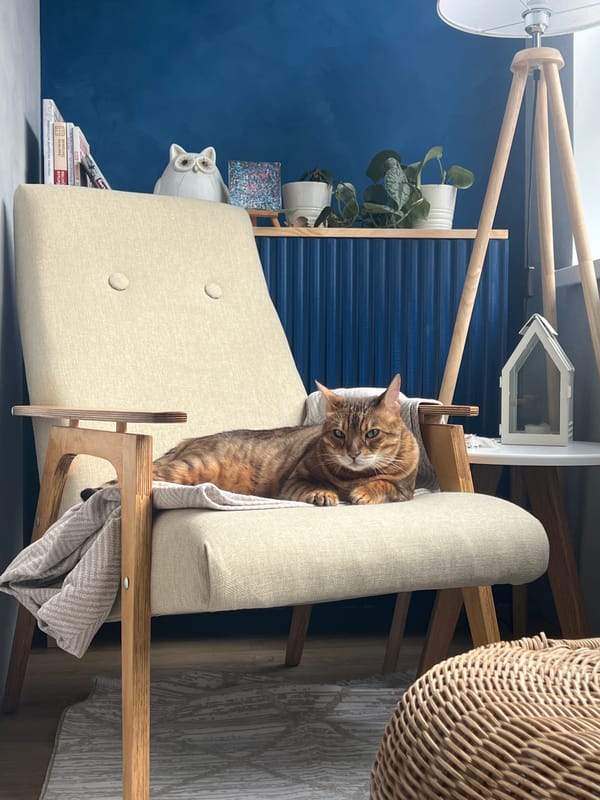 Bengal cat lounging on an armchair in Yekaterinburg