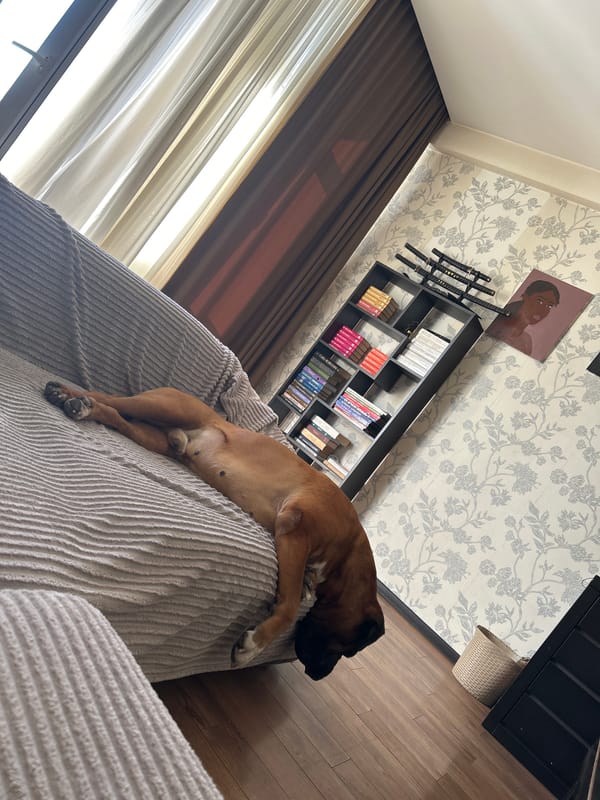 Boxer dog deep asleep on a grey couch at home