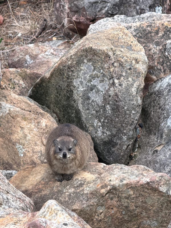 Rock hyraxes spotted on Table Mountain during cloudy afternoon