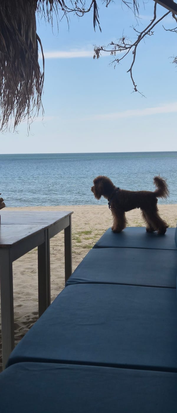 Spring day captured along Varna coastline with pets and blooms