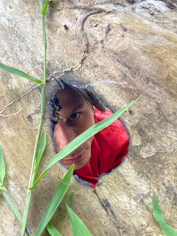 Hand on tree stump, caterpillars on leaf documented Venezuela