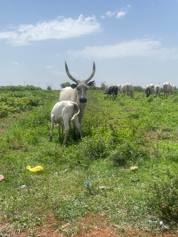 Man documents cattle encounter in Jos grazing fields
