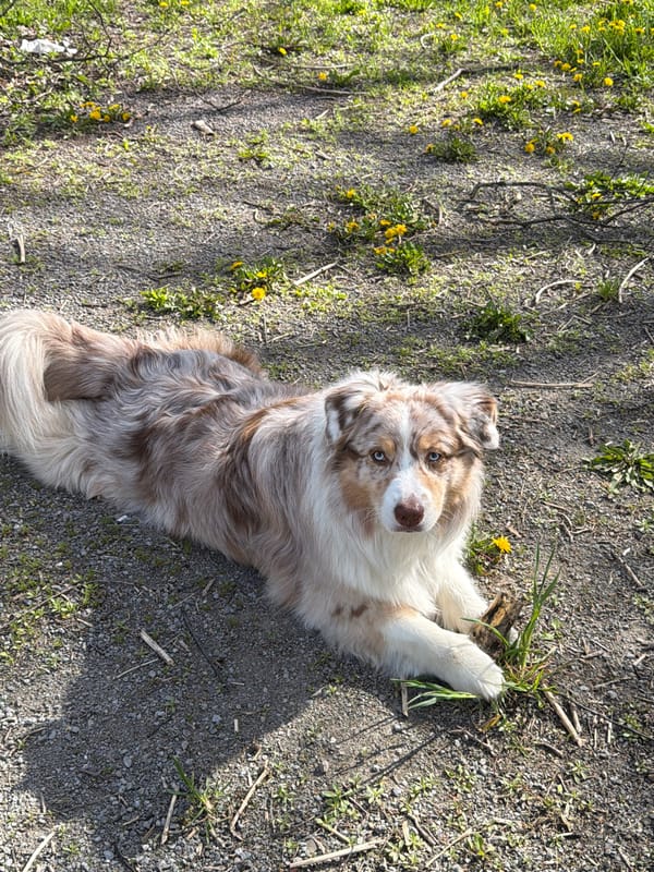 Dogs spotted playing in dandelion fields in Laval, Canada