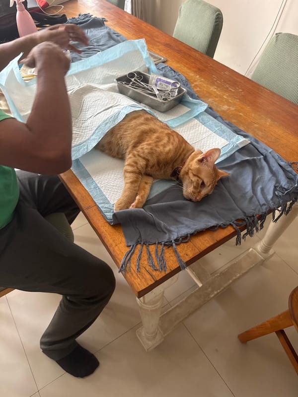 Veterinary visit and mealtime documented in Denpasar