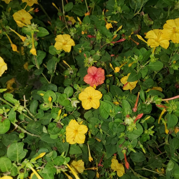 Evening flower observations documented in Curitiba, Brazil