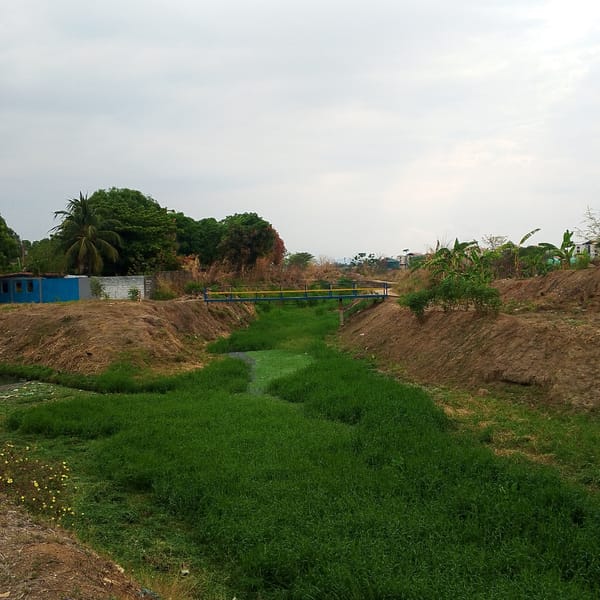 Overgrown drainage canal documented in San Carlos, Venezuela