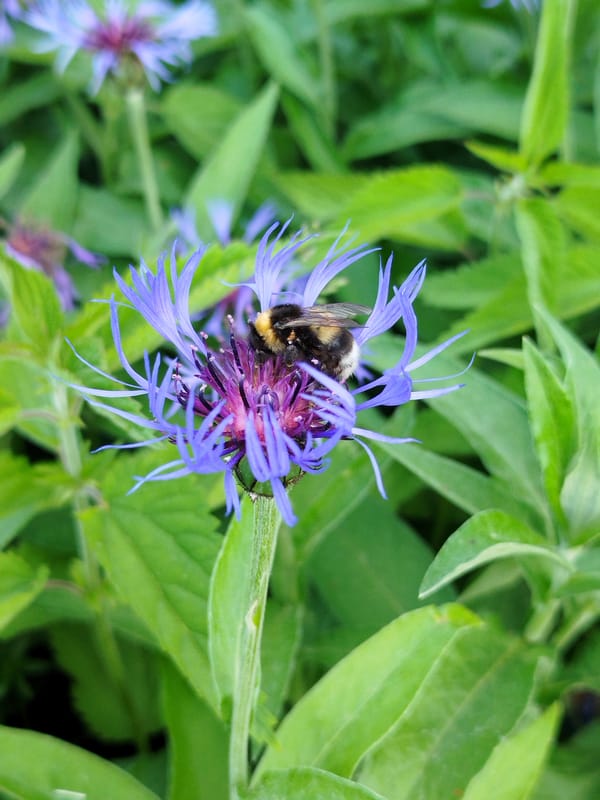 Garden flower photography session with bees and rural property portraits
