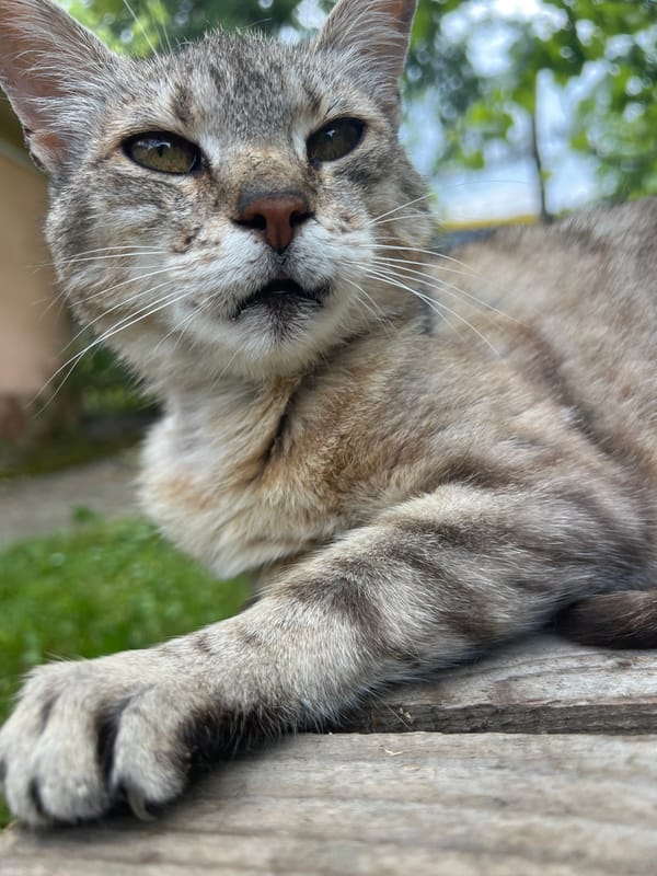 Backyard cats and garden details on a quiet morning