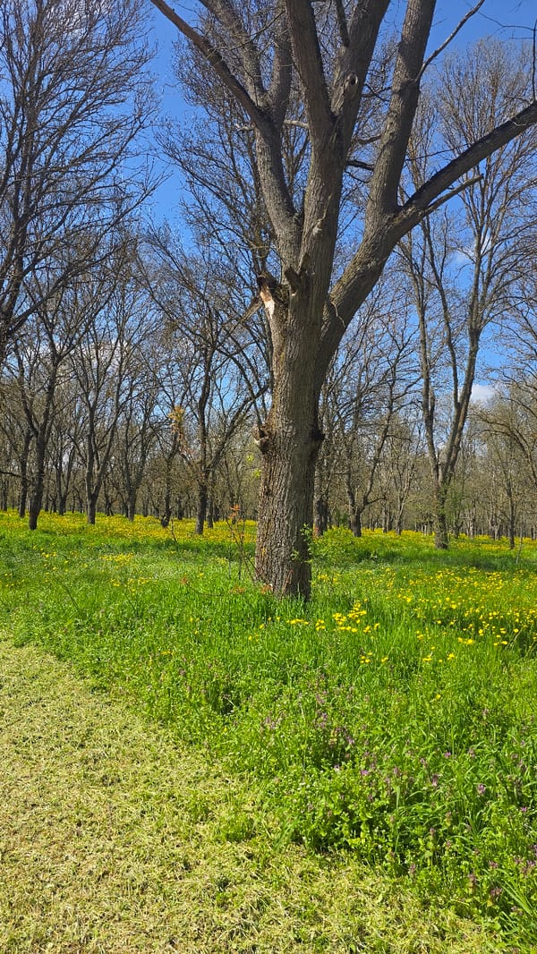 Spring scenes captured in Elhovo, Bulgaria show bare trees