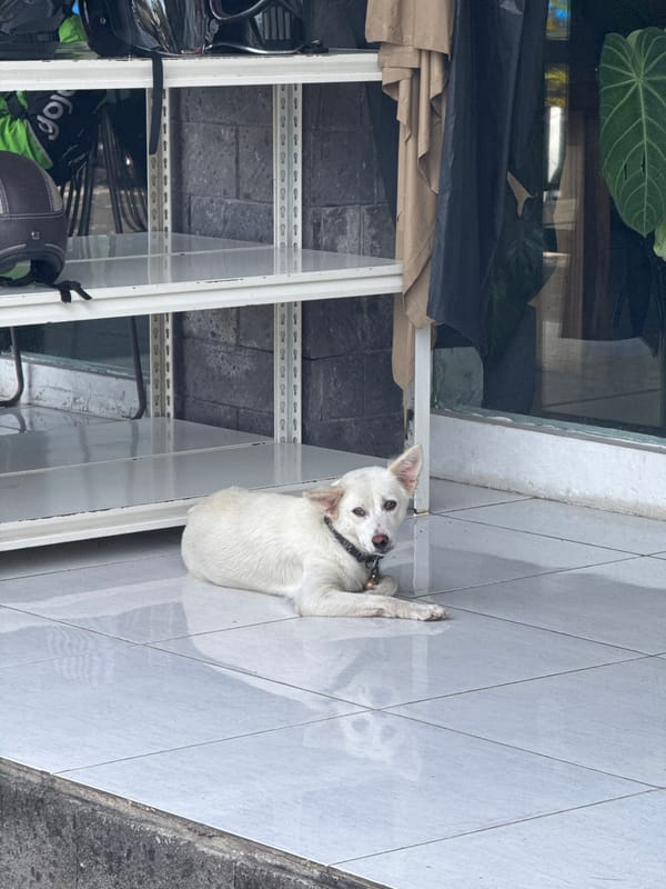 Dog rests on sidewalk near delivery equipment rack