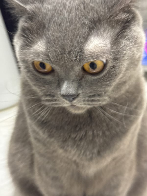 Grey British Shorthair cat at home in Vlora, Albania