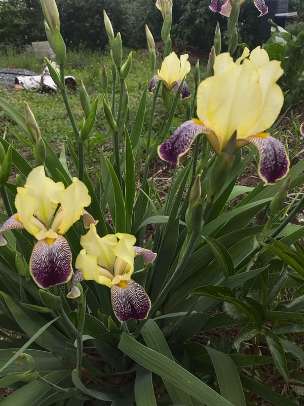 Spring afternoon captured in Noviy: flowers, pets, peaceful moments