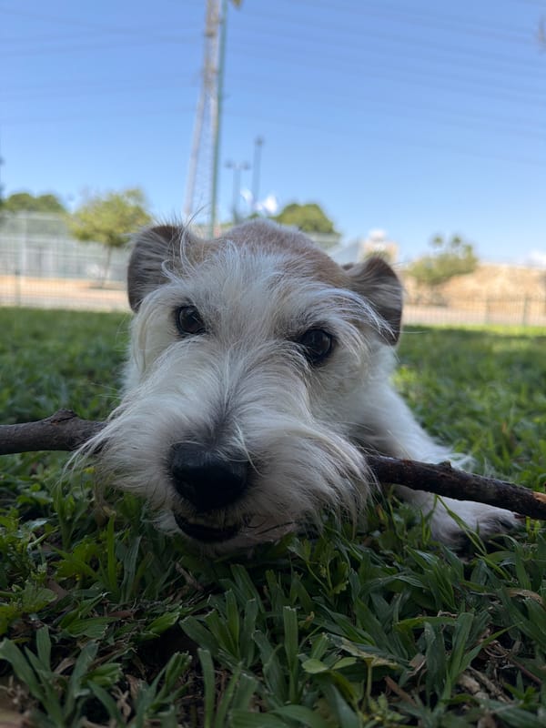 Leashed dog sits on Tel Aviv sidewalk near railing